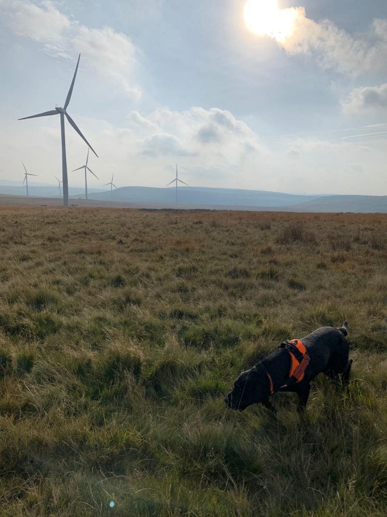 Bat Carcass detection dog